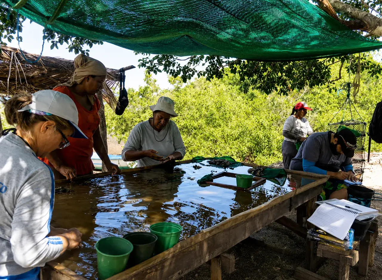 qué hacer en Isla Venado