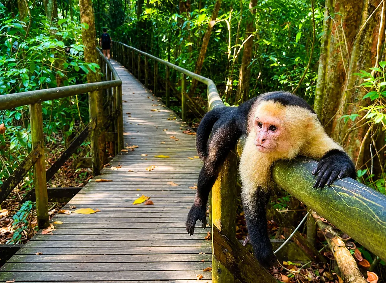 qué hacer en Manuel Antonio