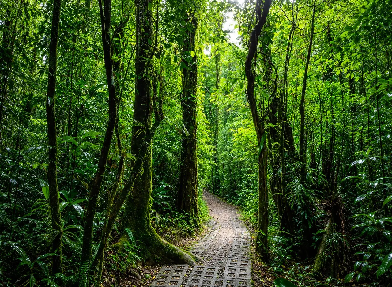 qué hacer en Monteverde