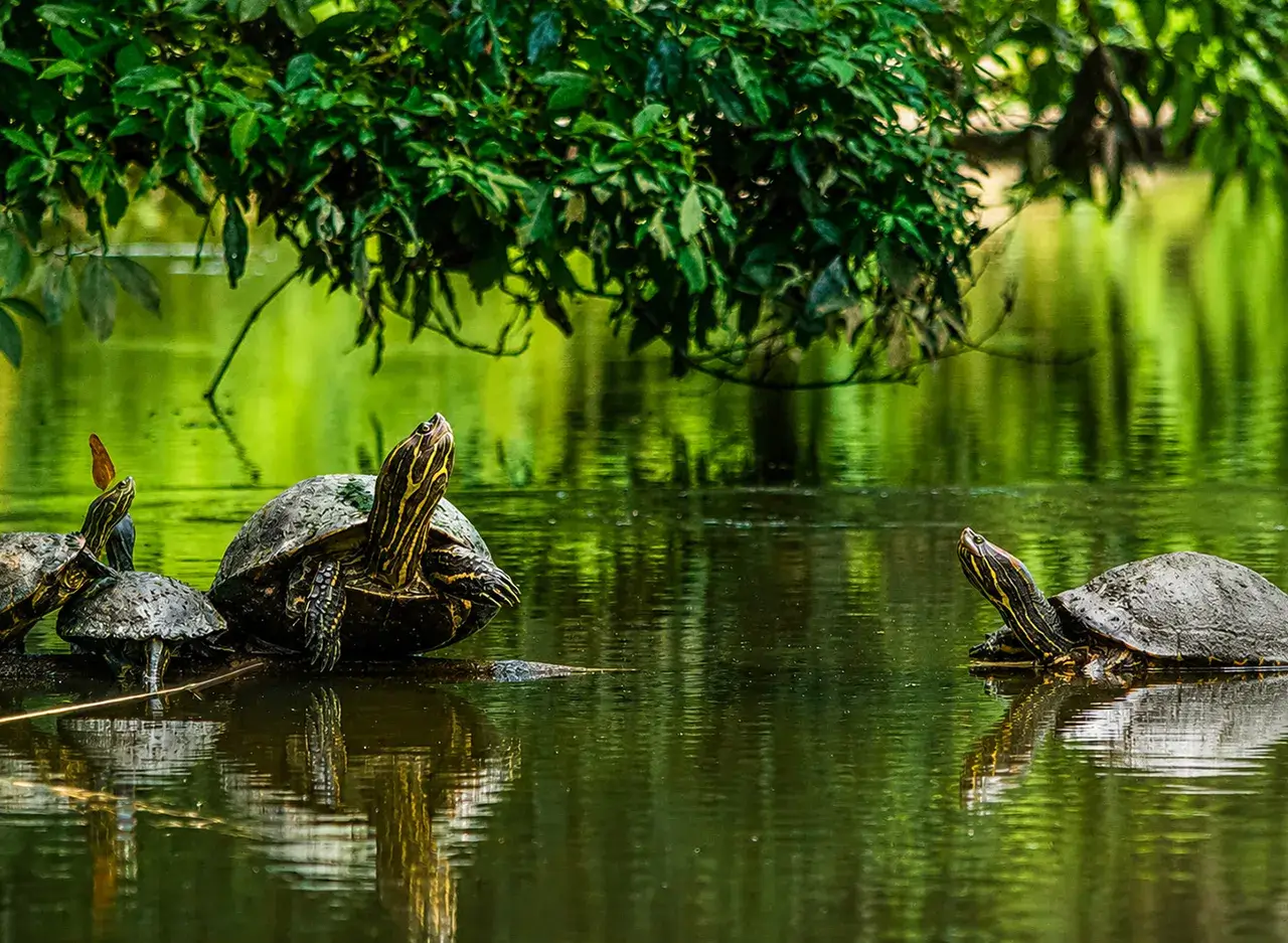 qué hacer en Tortuguero